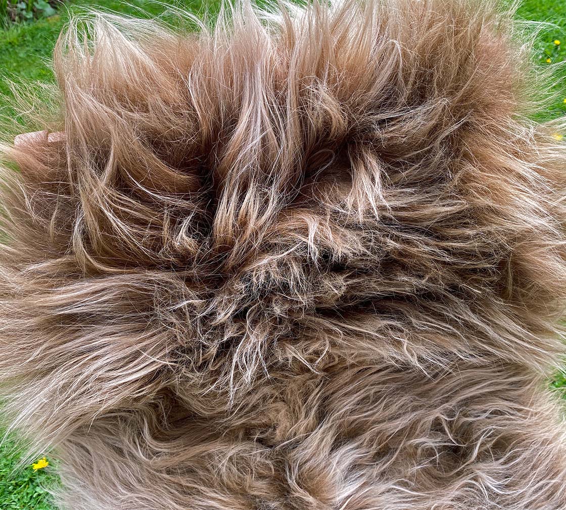 Highland Cow Brown Icelandic Sheepskin Rug