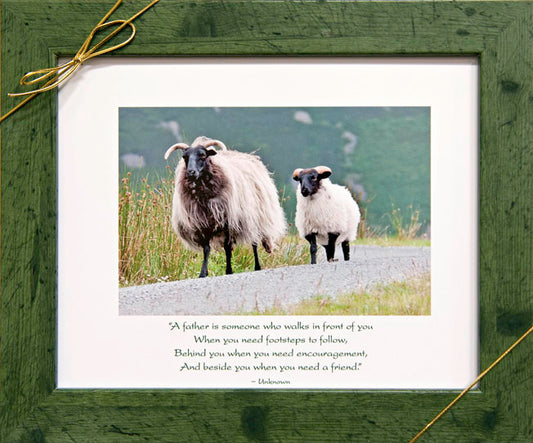 Irish Sheep Father & Son Framed Photo