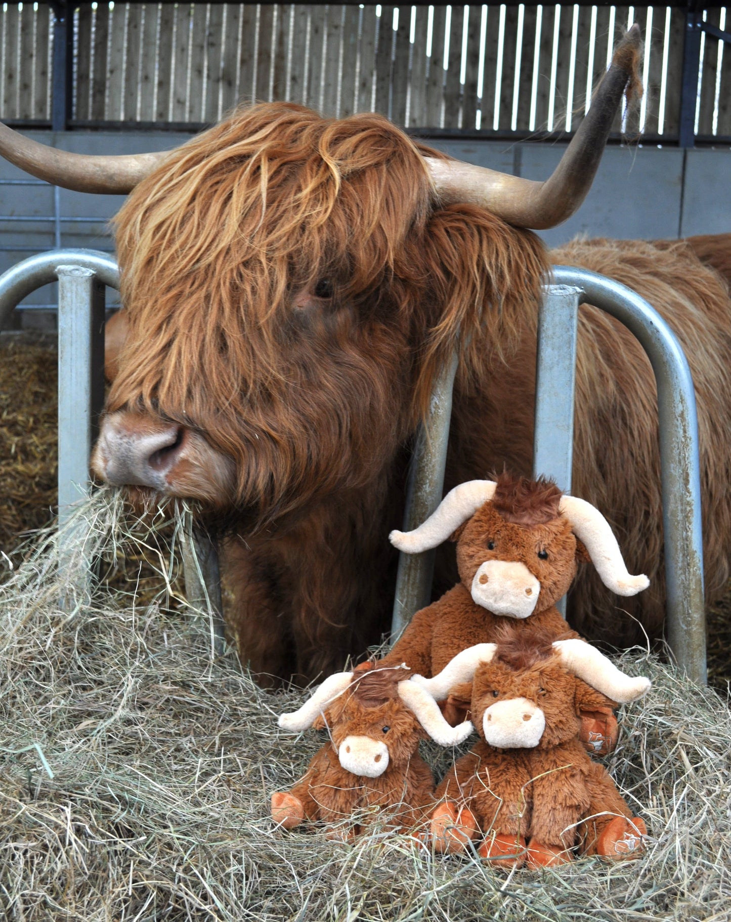 Longhorn Highland Cow Medium Plush