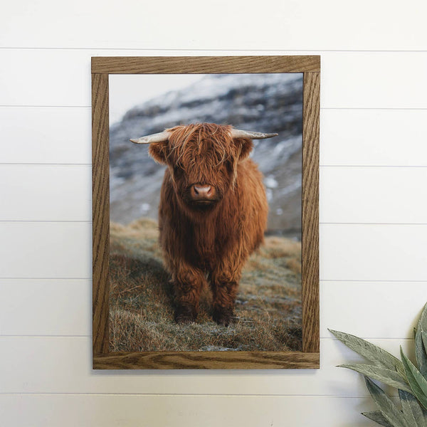 Highland Calf Canvas 12" x 18" Medium Canvas Photo