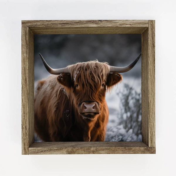 Highland Cow in Snow 15" x 15" Medium Canvas Framed Photo