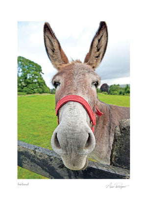 Irish Donkey Blank Card