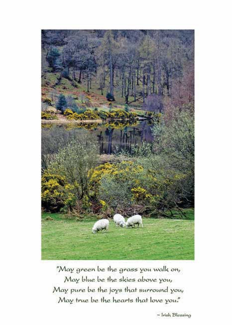 Irish Sheep Get Well Card